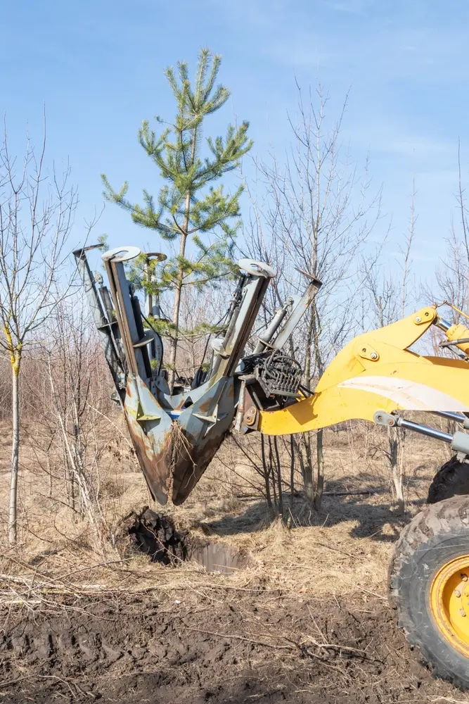 Tree transplanter heavy machine shovel with pine tree. Landscaping, seasonal agricultural engineering, large trees landing machines. Planting of tree using tree spade. Vertical.