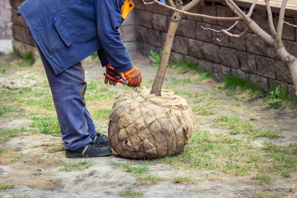 Tree Moving Attachments