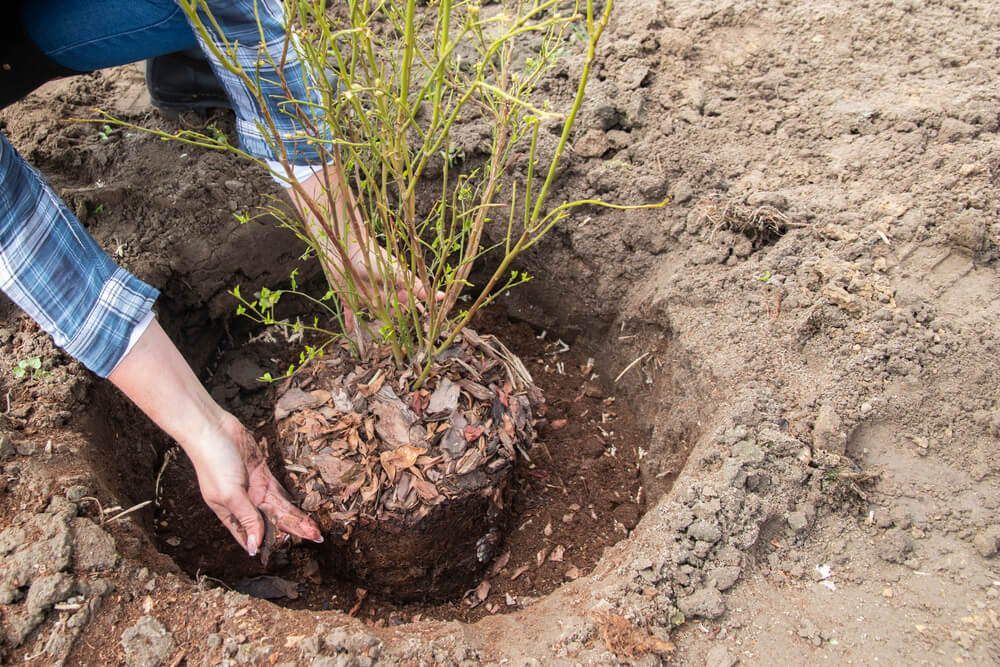 Professional Tree Transplanting Services