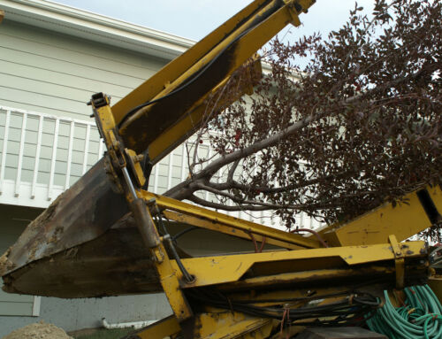 Preventing Common Issues with Tree Moving Equipment