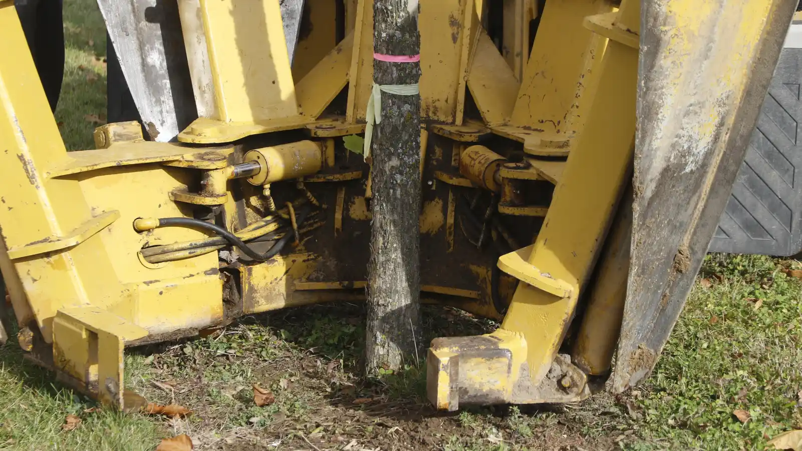 Detail of tree spade blades positioned around the base of a tree in preparation for transplanting